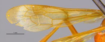 Media type: image;   Entomology 25735 Aspect: Wing front